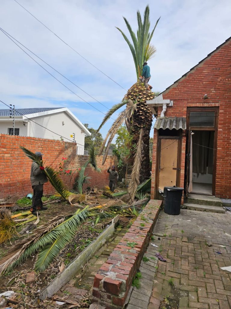 Palm Tree Trimming Port Elizabeth 768x1024