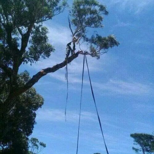 high risk tree cuting port elizabeth