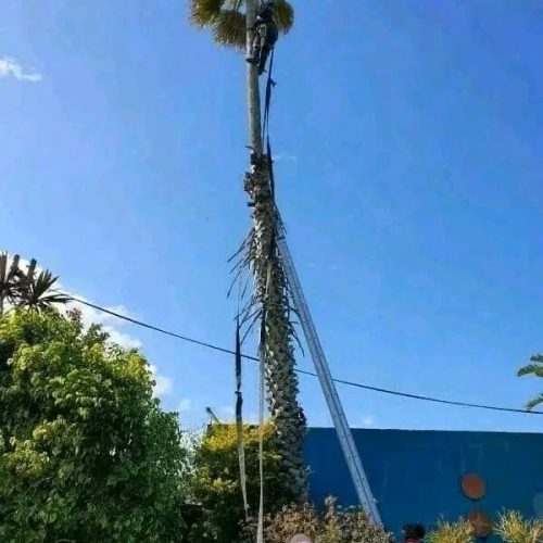 high risk tree felling port elizabeth 2
