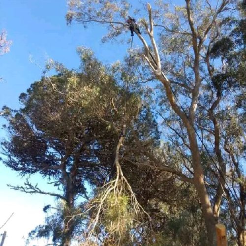 high risk tree felling port elizabeth (2)