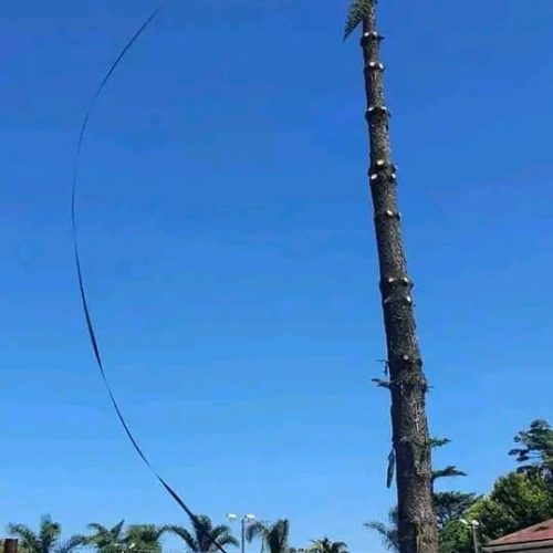 high risk tree felling port elizabeth 3