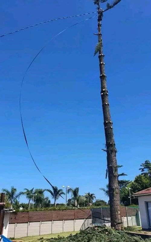 high risk tree felling port elizabeth 3