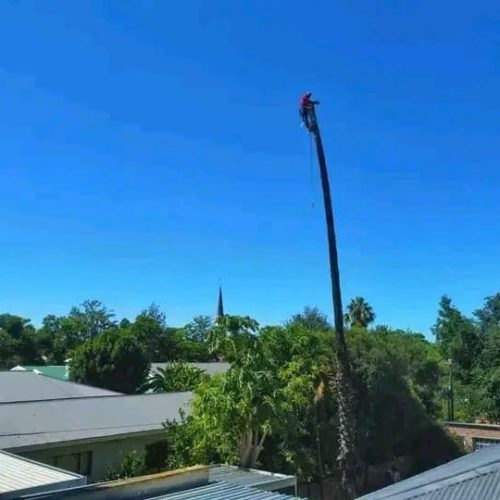 high risk tree felling port elizabeth