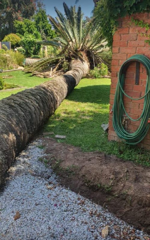 high risk tree removal port elizabeth high risk tree removal port elizabeth