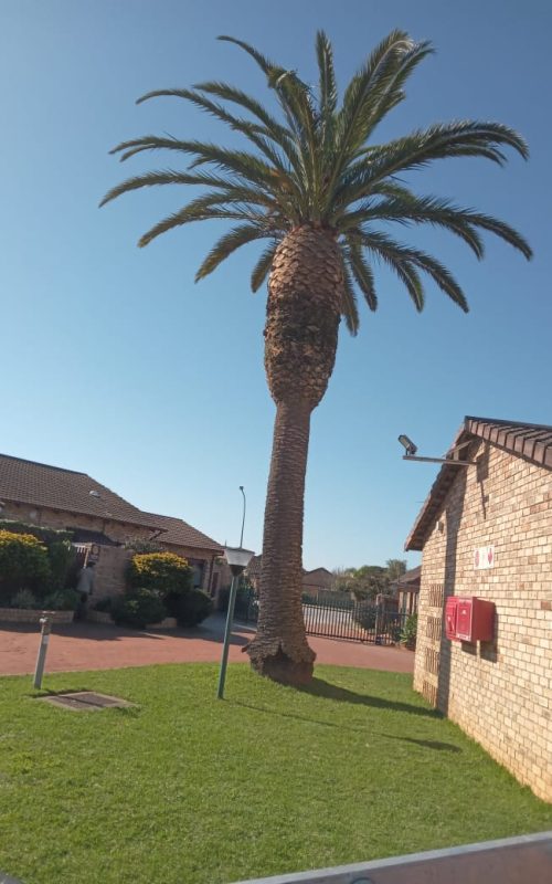palm tree trimming port elizabeth 2 palm tree trimming port elizabeth 2