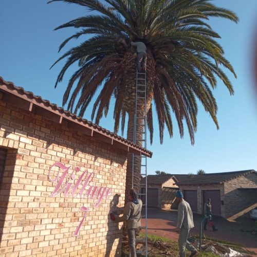 palm tree trimming port elizabeth 3
