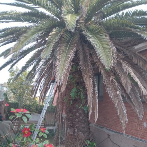 palm tree trimming port elizabeth 4