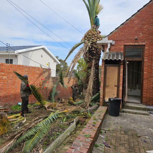 palm tree trimming port elizabeth