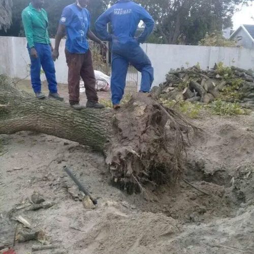 plot and land clearing port elizabeth (2)