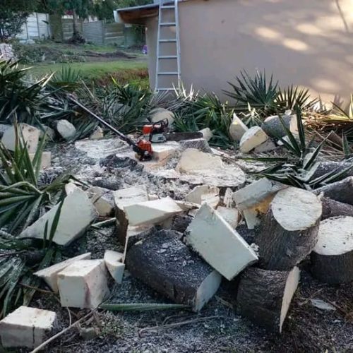 stump removal port elizabeth (2)