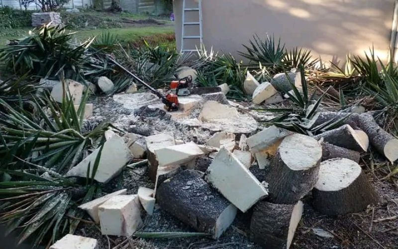 stump removal port elizabeth (2) stump removal port elizabeth (2)