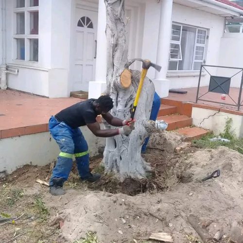 stump removal port elizabeth