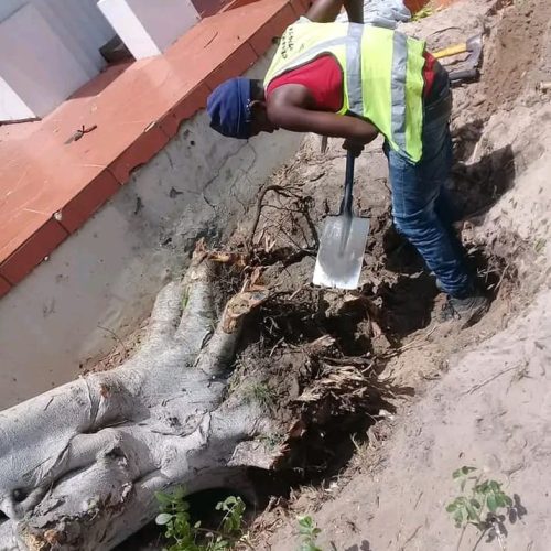 stump removal service port elizabeth (2)