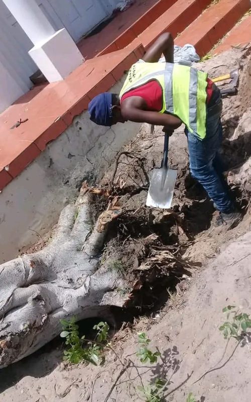 stump removal service port elizabeth (2)