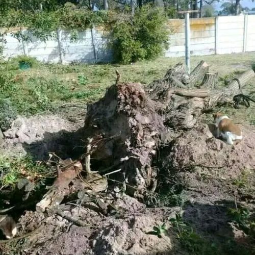 stump uprooting port elizabeth (2)