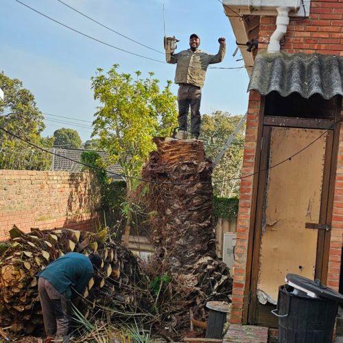 tree cutting service port elizabeth tree cutting service port elizabeth